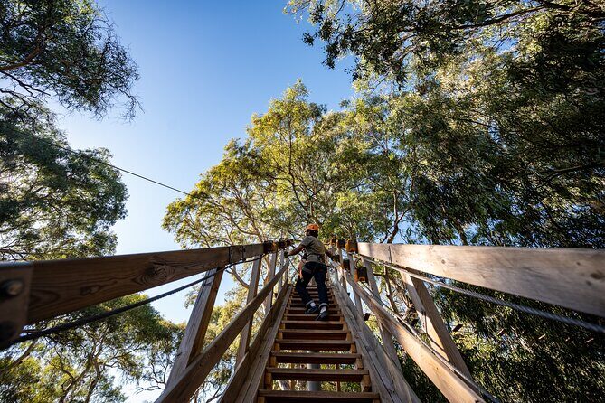 Tree Top Activity for Thrill Seekers and Adventurers in Adelaide - Final Thoughts: Is It Worth It?