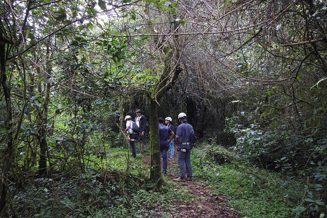 Tree Top Adventure - Who This Tour Suits Best