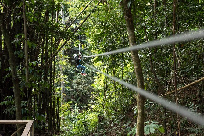 Treetop Canopy Adventure - An In-Depth Look at the Treetop Canopy Adventure