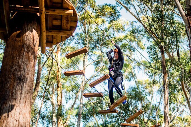 Treetops Adventure Coffs Harbour Tree Ropes Course - Exploring the Treetops Adventure in Coffs Harbour