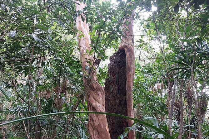 Trek Nui Chua Experience 2D1N, Night in the Jungle - Vinh Hy Bay - Day 2: Descending & Returning to Reality