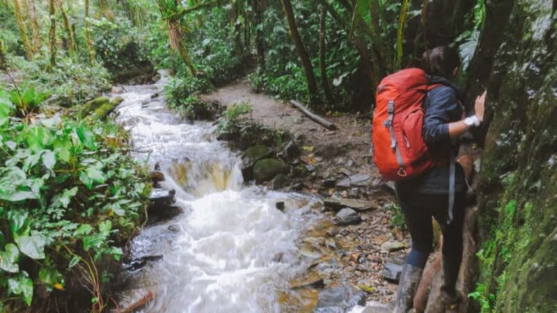 Trekking/Hiking in the Cocora Valley from Pereira or Armenia - Practical Details: Making the Most of Your Day