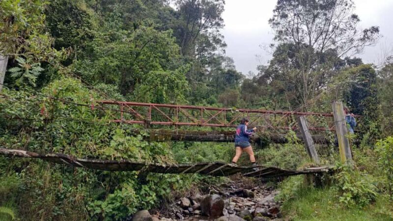 Trekking/Hiking in the Cocora Valley from Pereira or Armenia - Authentic Traveler Feedback