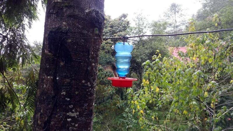 Trekking/Hiking in the Cocora Valley from Pereira or Armenia - FAQs