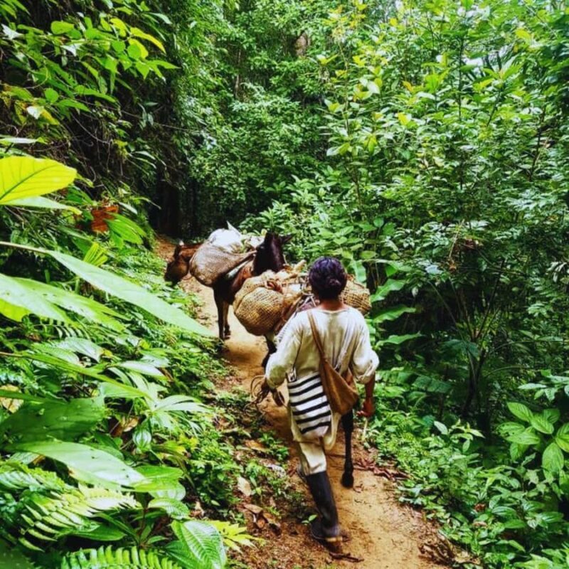 Trekking History and Indigenous Heritage in Minca + Cacao & Coffee + Waterfall - The Practicalities: What to Expect & Tips
