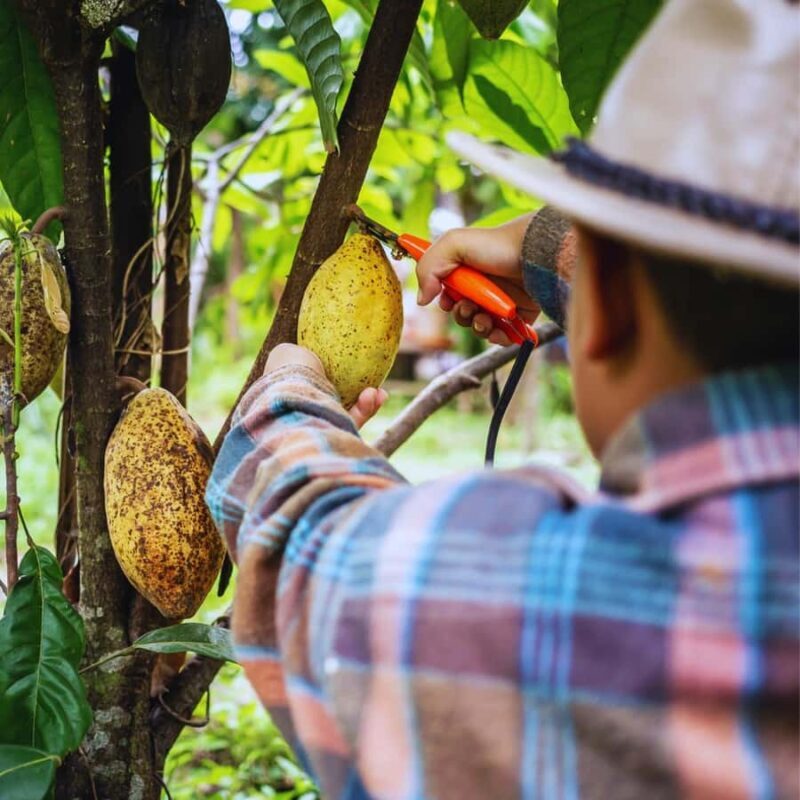 Trekking History and Indigenous Heritage in Minca + Cacao & Coffee + Waterfall - Frequently Asked Questions