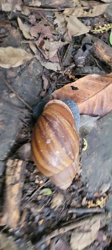 Trekking MATA ATLÂNCIA WITH CACHOEIRAS - THE GOLDEN WAY - Key Points