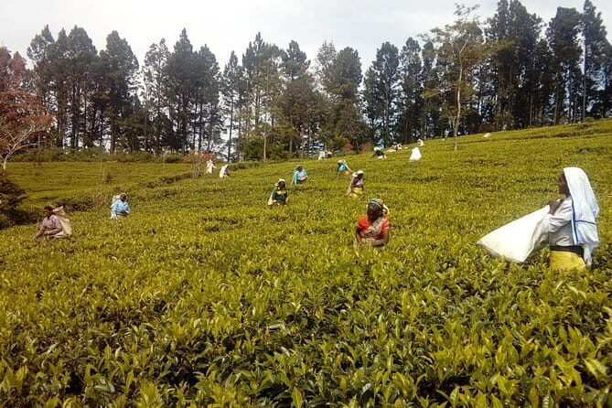 Trekking & Picnic in The Tea Plantation From Ella, Haputale & Bandarawela - Key Points