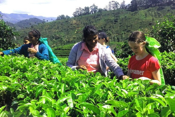 Trekking & Picnic in The Tea Plantation From Ella, Haputale & Bandarawela - Authenticity & Personal Touches