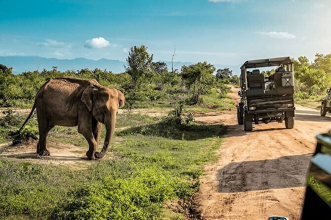 Trekking & Picnic in The Tea Plantation From Ella, Haputale & Bandarawela - Frequently Asked Questions