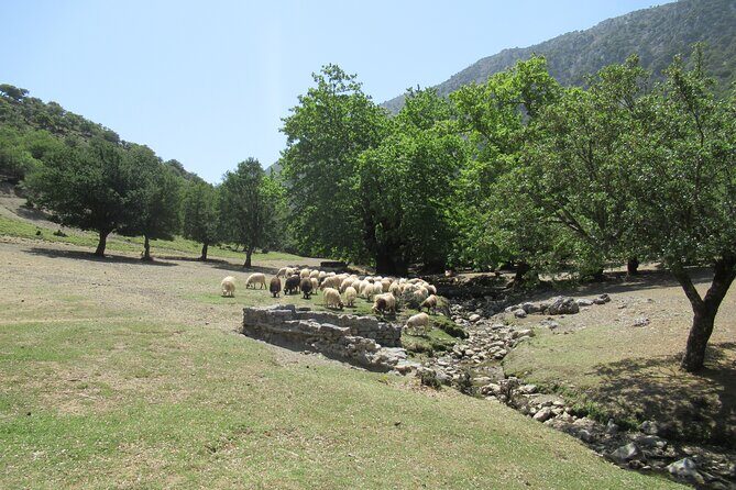 Trekking Rouvas Gorge - An In-Depth Look at the Rouvas Gorge Trek