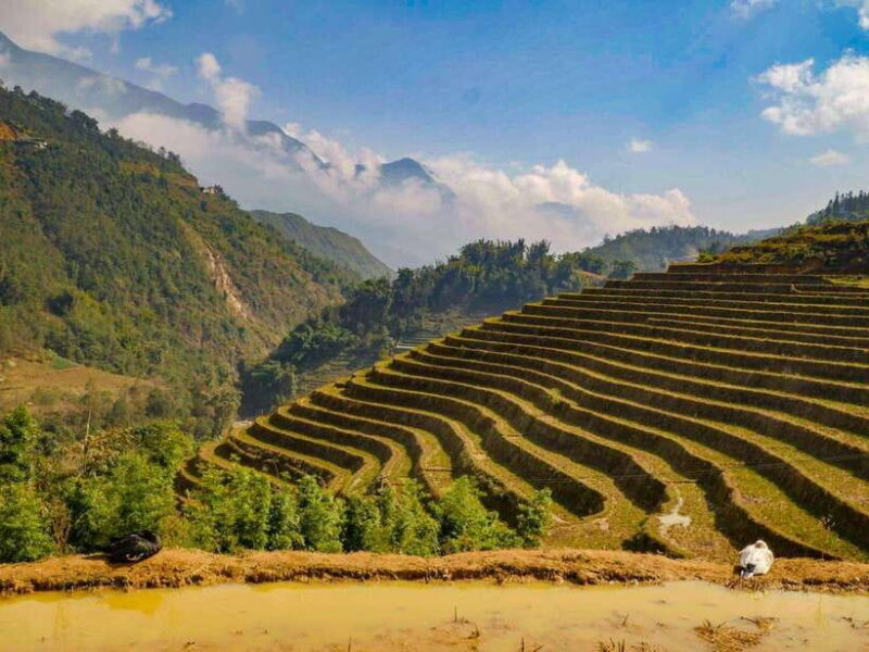 Trekking Sapa 1 Day With Local Guide, Terraced Rice Fields - Frequently Asked Questions