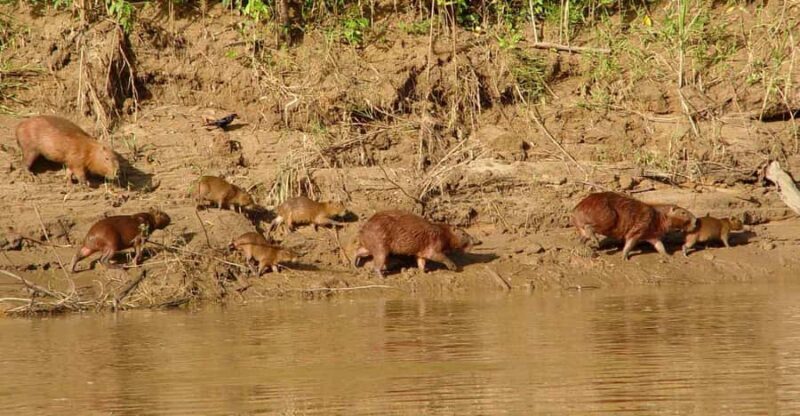 Trekking through the jungle and Lake Sandoval | Full Day - The Journey Begins: Boat Ride to Mother Nature