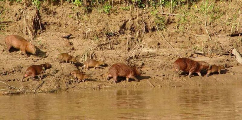 Trekking through the jungle and Lake Sandoval - Key Points