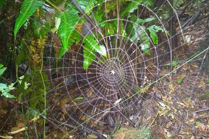 Trekking to Pico de Loro - What Travelers Say: Authentic Perspectives