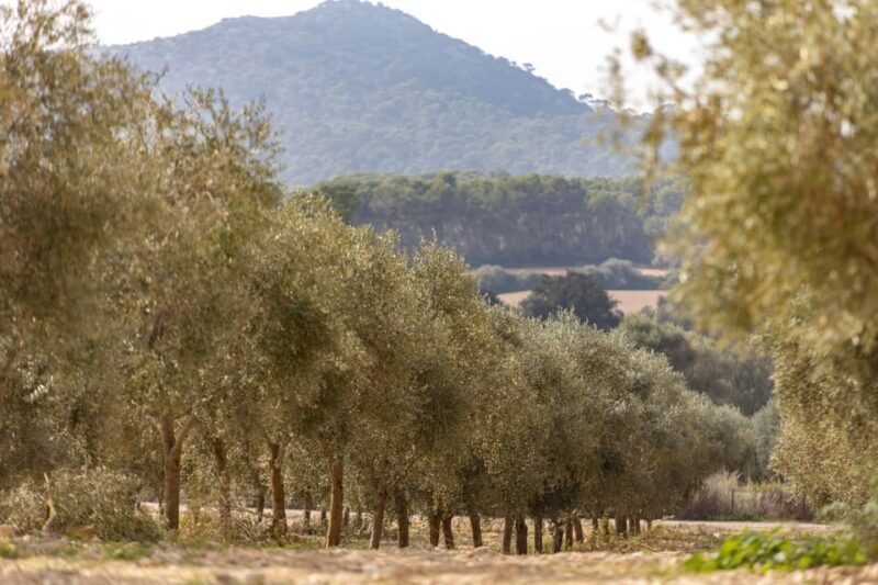 Treurer: Mediterranean barbecue Night - A Genuine Taste of Mallorca: Treurer’s Mediterranean BBQ Night