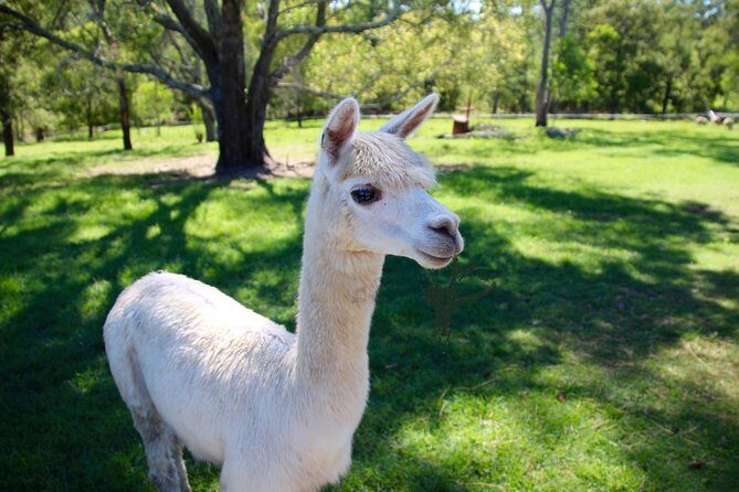Trevena Glen 1hr Animal Tour - Who Should Book This Tour?