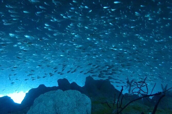 Trial diving tour that even inexperienced people can enjoy safely - Authentic Experiences and Real Visitor Insights