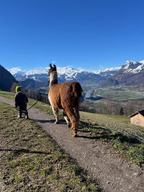 Triesenberg: Walk with Llamas in the Mountains - A Walk in the Mountains with Llamas: What to Expect