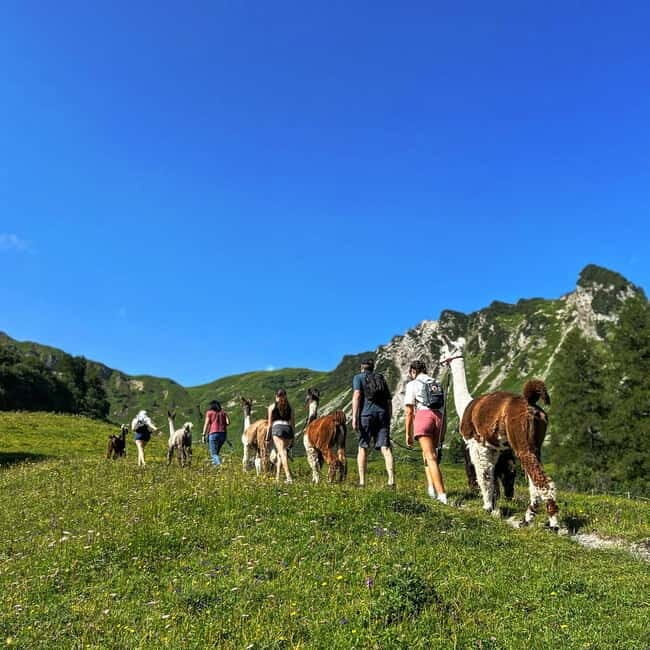Triesenberg: Walk with Llamas in the Mountains - The Value of This Experience