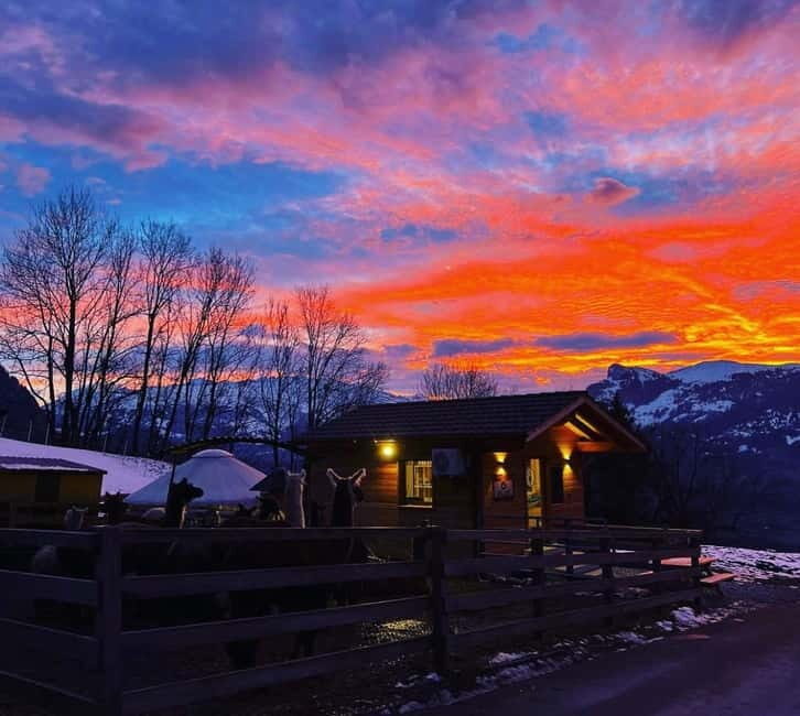 Triesenberg: Walk with Llamas in the Mountains - FAQ