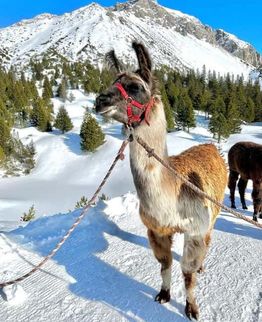 Triesenberg: Walking Tour with Llamas and Cheese Raclette - FAQs