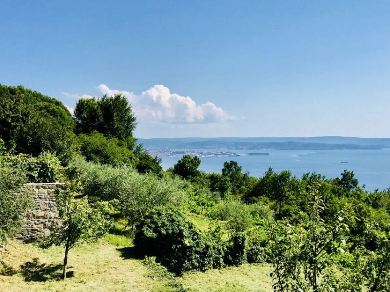 Trieste: 2.5-Hour Prosecco Origins Tour and Tastings - The Private Vineyard and Sea Views