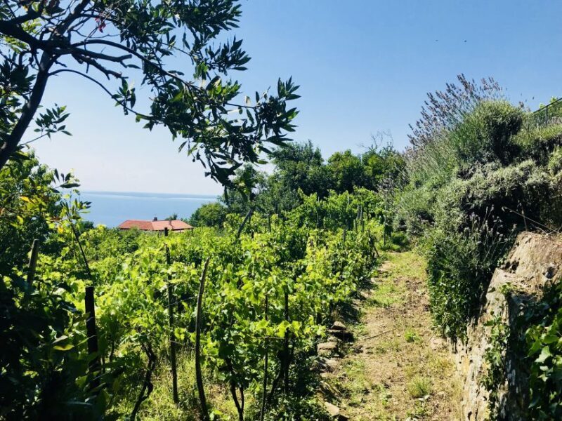 Trieste: 2.5-Hour Prosecco Origins Tour and Tastings - FAQ