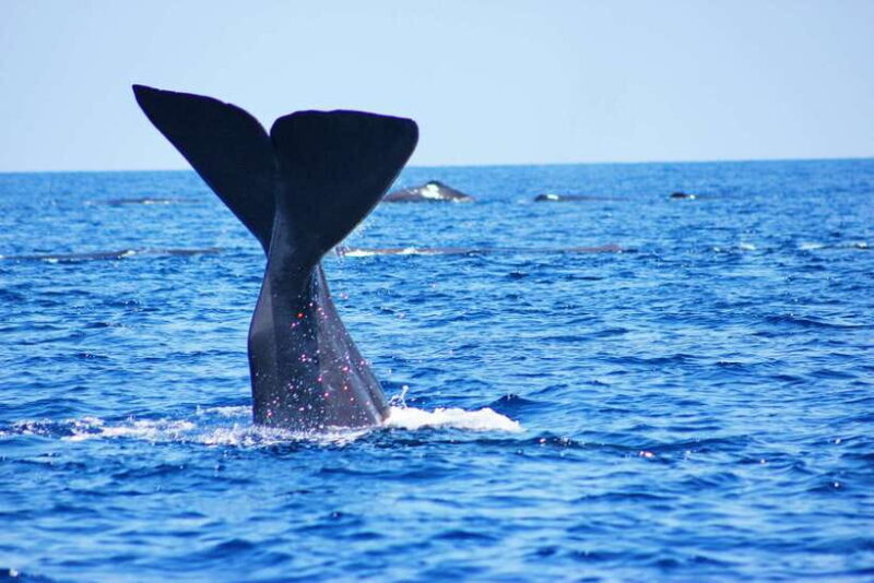 Trincomalee: Whale & Dolphin Safari Tour with Expert Guides - Trincomalee: Whale & Dolphin Safari Tour with Expert Guides