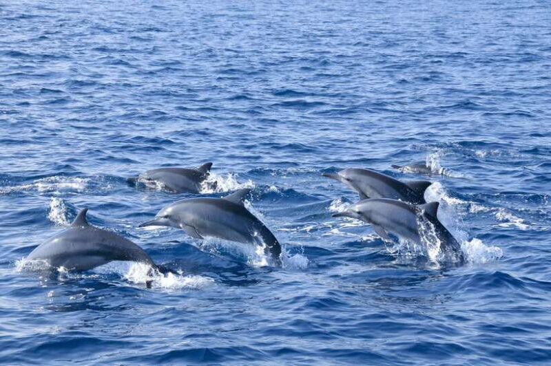 Trincomalee: Whale & Dolphin Safari Tour with Expert Guides - Key Points