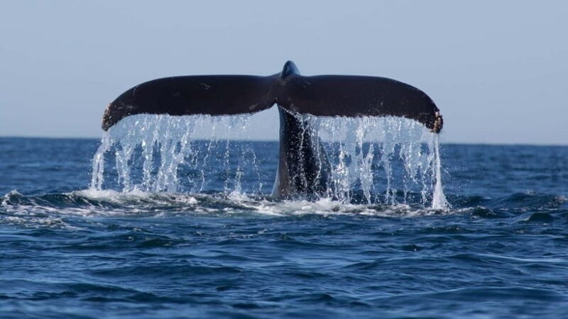 Trincomalee: Whale & Dolphin Safari Tour with Expert Guides - Who Will Love This Tour?
