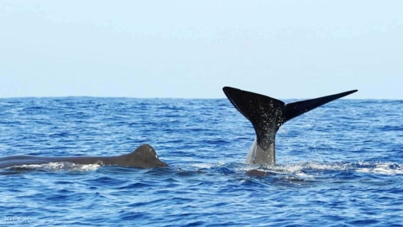 Trincomalee: Whale & Dolphin Safari Tour with Expert Guides - FAQ