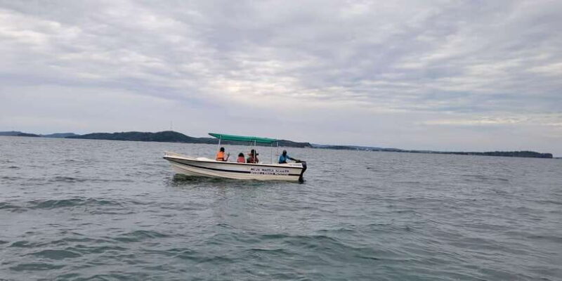 Trincomalee: Whales & Dolphin Watching Tours - A Detailed Look at the Whale & Dolphin Watching Experience