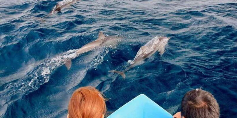 Trincomalee: Whales & Dolphin Watching Tours - FAQ