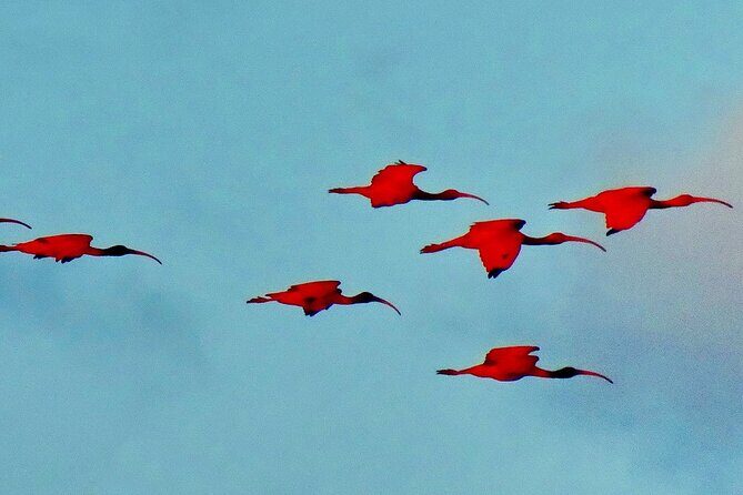 Trinidad and Tobago Flamingos, Scarlet Ibis Tour - Exploring the Wetlands: What to Expect from the Tour