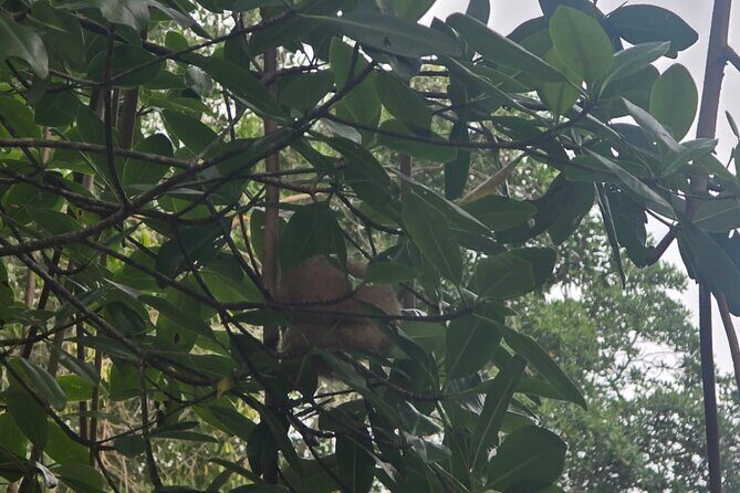 Trinidad and Tobago Flamingos, Scarlet Ibis Tour - Final Thoughts: Who Should Consider This Tour?