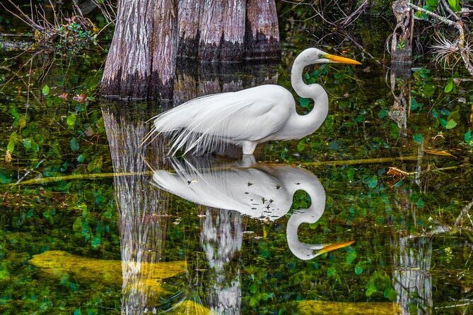 Trinidad and Tobago Flamingos, Scarlet Ibis Tour - FAQ