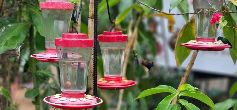 Trinidad: Birding Day Tour with Yerette and Caroni - Key Points