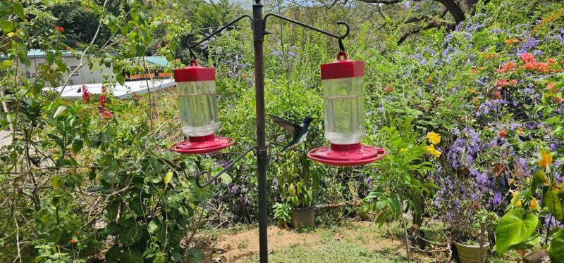 Trinidad: Birding Day Tour with Yerette and Caroni - A Detailed Look at the Trinidad Birding Day Tour