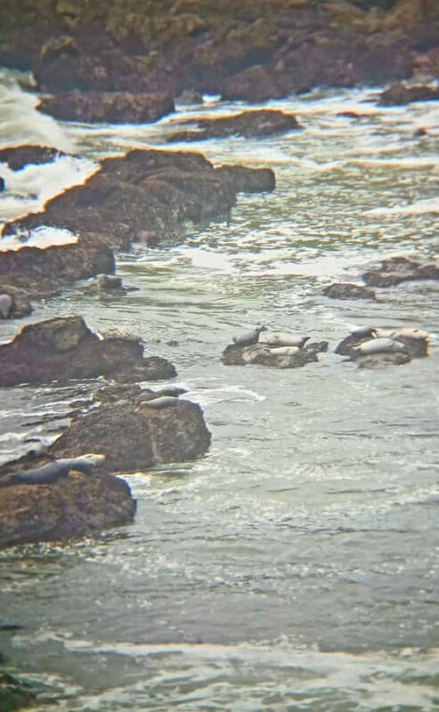Trinidad: Elk Head Trail Guided Nature Walking Tour - Trinidad: Elk Head Trail Guided Nature Walking Tour