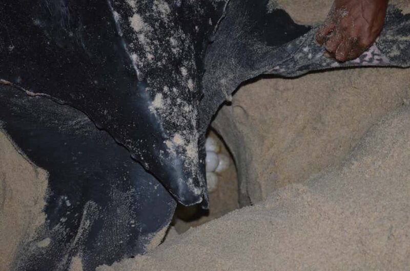 Trinidad: Leatherback Turtle Migration Observation - A Detailed Look at the Leatherback Turtle Tour