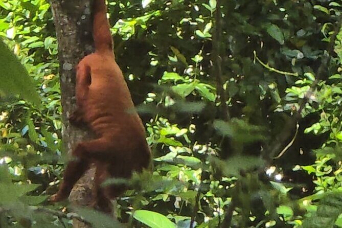 Trinidad Mud volcano Mud bath - Key Points