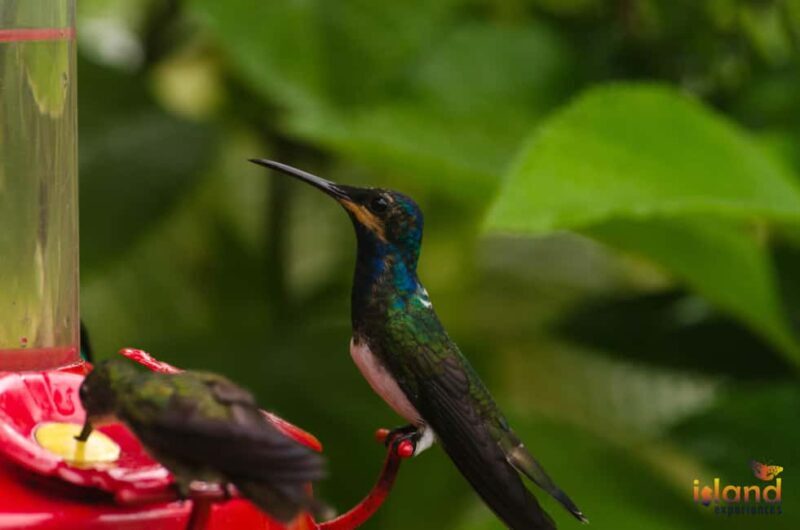 Trinidad: The Humming Bird Experience - Trinidad: The Humming Bird Experience – A Natural Treasure for Bird Lovers and Curious Travelers
