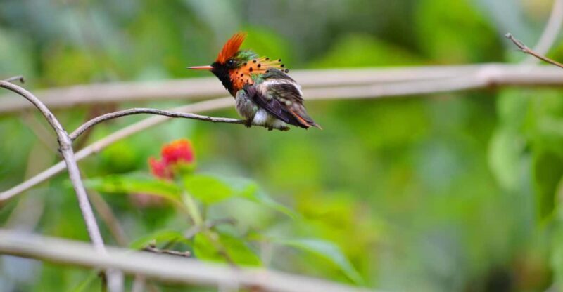 Trinidad: The Humming Bird Experience - Who Would Enjoy This Tour Most?