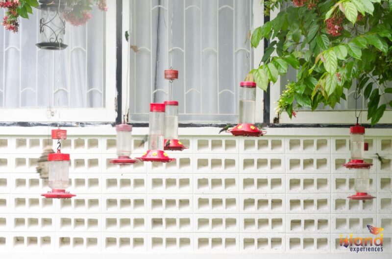 Trinidad: The Humming Bird Experience - The Sum Up