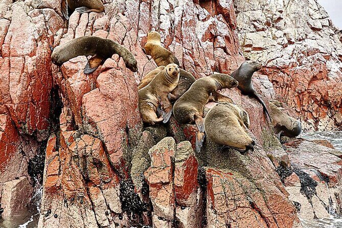 Trip and Tour to Paracas, Huacachina and Winegrowers - Transportation and Group Size