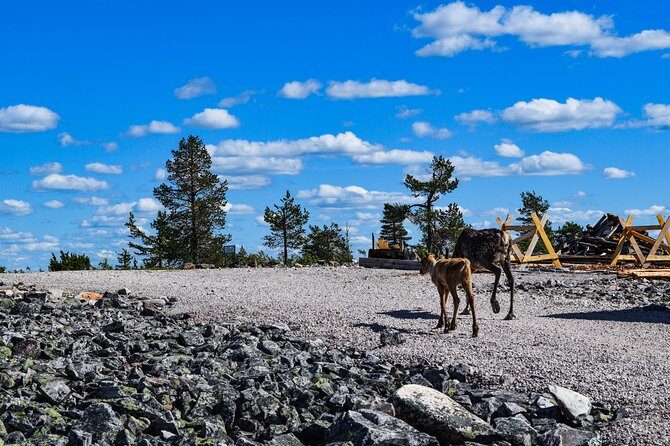 Trip to Pyhä-Luosto National Park and Amethyst Mine - The Sum Up