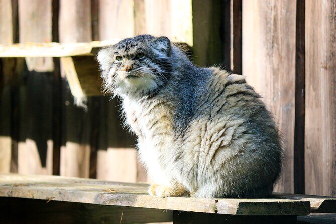 Trip to Ranua Wildlife Park - Who Will Love This Tour?