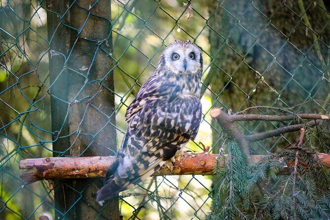 Trip to Ranua Wildlife Park - Frequently Asked Questions