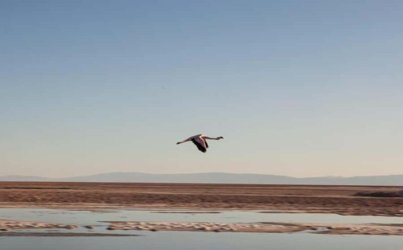 Triple Tour: Piedras Rojas + Altiplanic Lagoons + Chaxa Lagoon - Who Will Love This Tour?